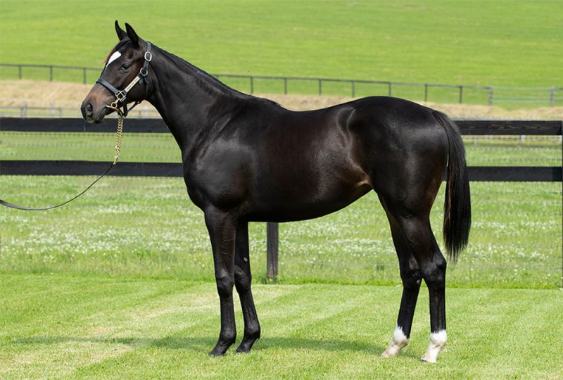 フェノーメノ産駒が初勝利 京都サラブレッドクラブ ブログ京都サラブレッドクラブ ブログ