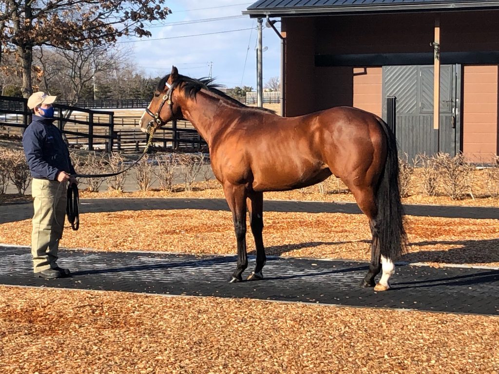 21年度種牡馬展示会特集その1 ダーレー オープンハウス 京都サラブレッドクラブ ブログ京都サラブレッドクラブ ブログ