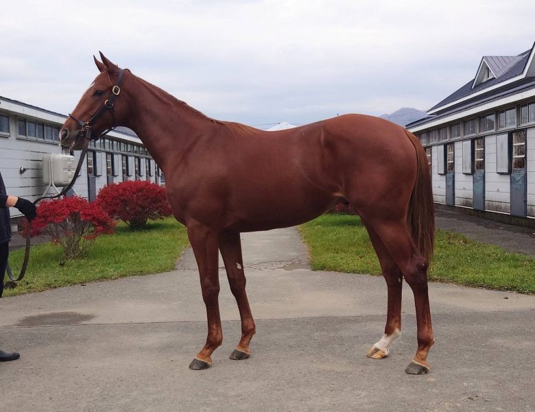 ファシネイトの2024