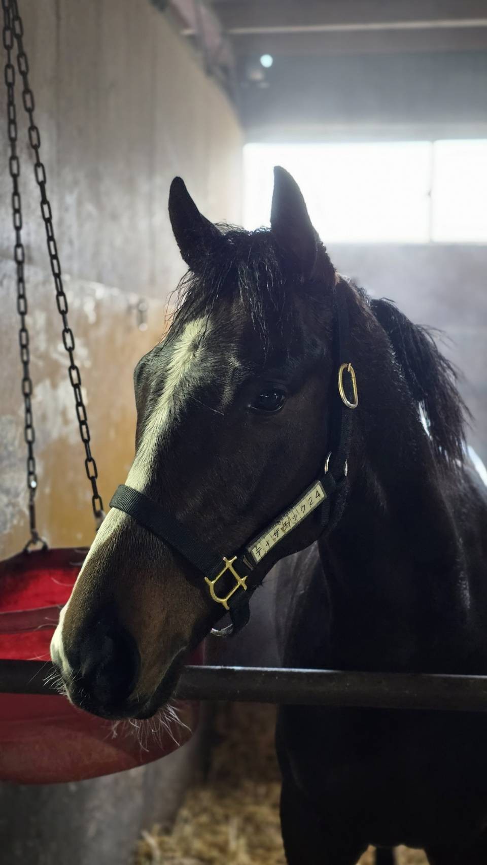 ティザチックの2024 | 京都サラブレッドクラブ